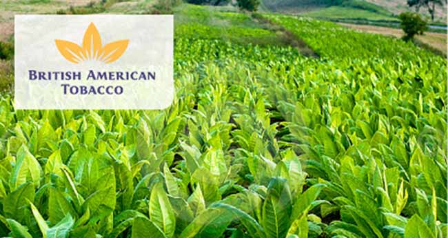 BATN Compensates Tobacco Farmers For Child Labour Policy Compliance-marketingspace.com.ng