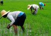 Empowering Local Rice Farmers To Achieve Food Security-marketingspace.com.ng