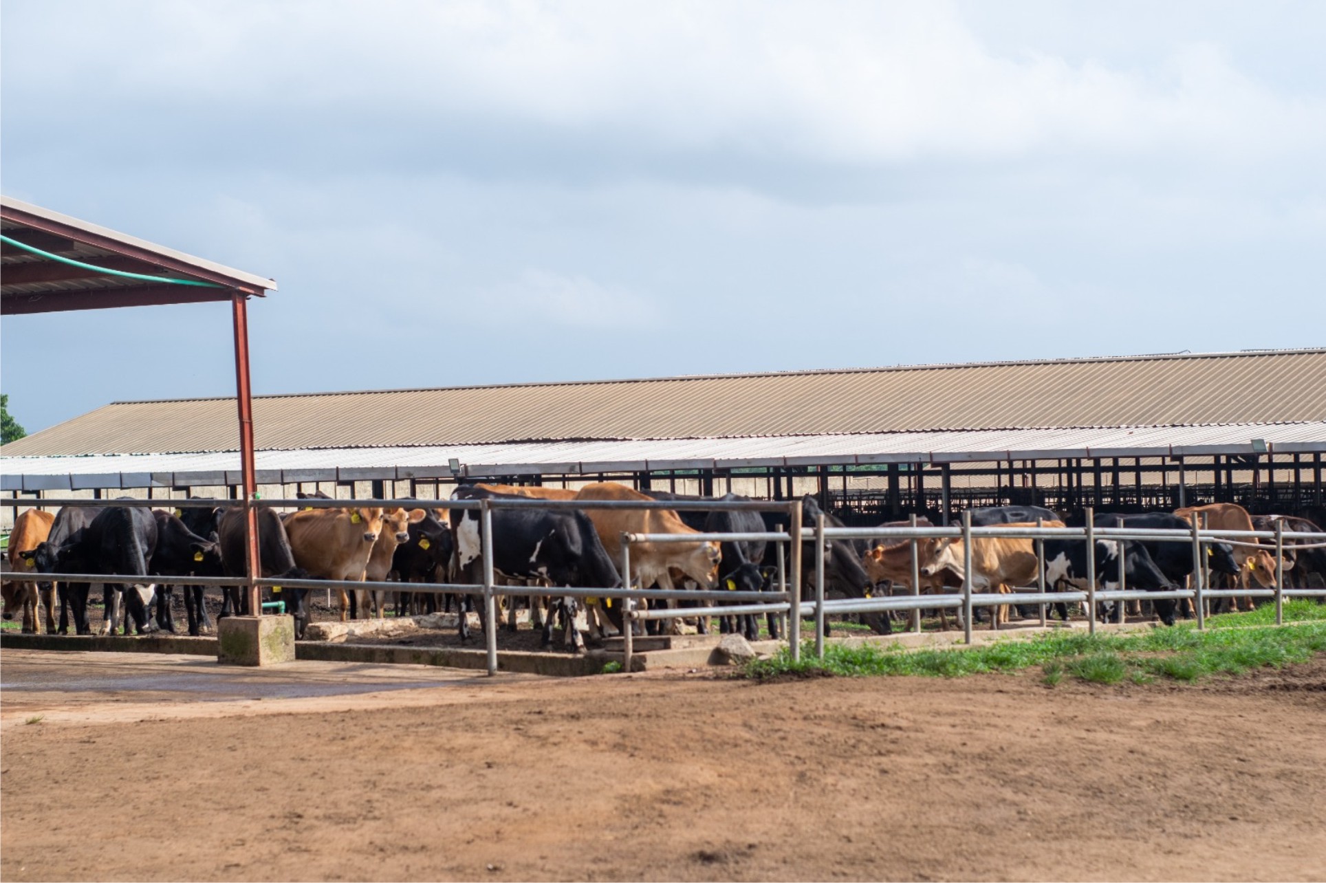 Promasidor Nigeria’s Contribution To The National Dairy Development Program Delivers Results With Increased Local Milk Production, Economic Development -marketingspace.com.ng