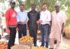 Olam Nigeria’s Pilot Farming Project To Boost Nigeria’s Tomato Value Chain-marketingspace.com.ng
