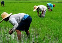 Empowering Local Rice Farmers To Achieve Food Security Empowering Local Rice Farmers To Achieve Food Security-marketingspace.com.ng