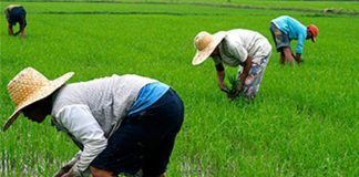 Empowering Local Rice Farmers To Achieve Food Security-marketingspace.com.ng