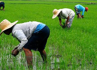 Empowering Local Rice Farmers To Achieve Food Security-marketingspace.com.ng