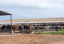 Promasidor Nigeria’s Contribution To The National Dairy Development Program Delivers Results With Increased Local Milk Production, Economic Development Promasidor Nigeria’s Contribution To The National Dairy Development Program Delivers Results With Increased Local Milk Production, Economic Development -marketingspace.com.ng