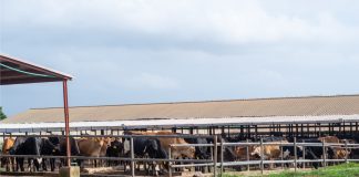 Promasidor Nigeria’s Contribution To The National Dairy Development Program Delivers Results With Increased Local Milk Production, Economic Development -marketingspace.com.ng