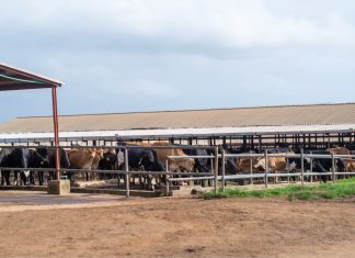 Promasidor Nigeria’s Contribution To The National Dairy Development Program Delivers Results With Increased Local Milk Production, Economic Development -marketingspace.com.ng